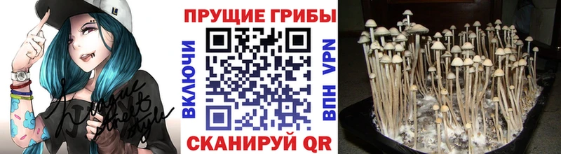 купить  сайты  Новоржев  Галлюциногенные грибы MAGIC MUSHROOMS 